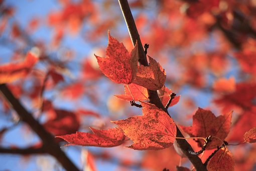 Free Leaves Branch photo and picture