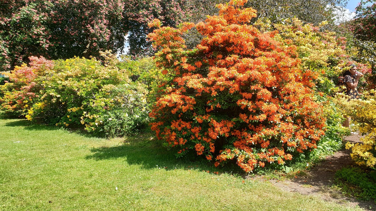 Azalea Garden Flower - Free photo on Pixabay - Pixabay