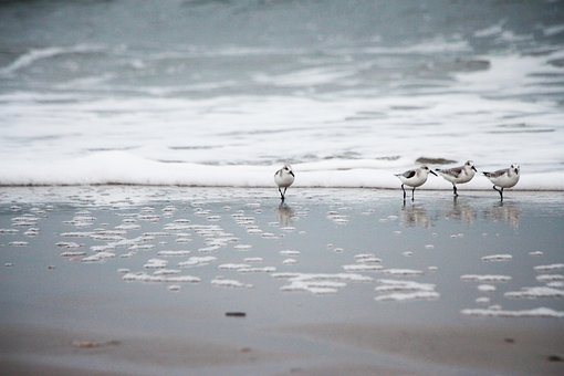 Free Sandpipers Sand photo and picture