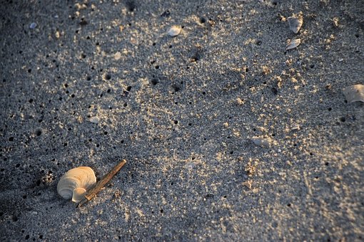 Free Sand Shells photo and picture