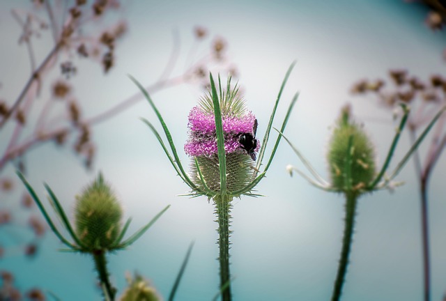 Free Flower Bee photo and picture