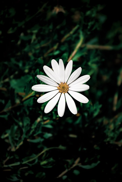 Free Flower Jasmin photo and picture