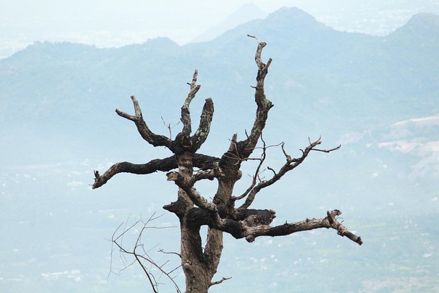 Árbol, Montaña, Sierras