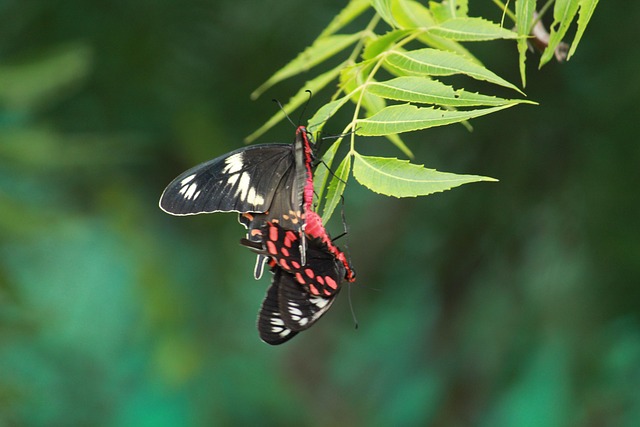 Mariposa, Amor, Naturaleza, Compañero
