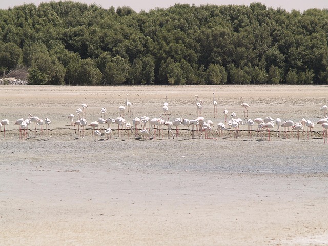 Free Birds Park Dubai photo and picture