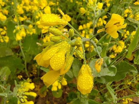 Free Mustard Flowers Flowers photo and picture