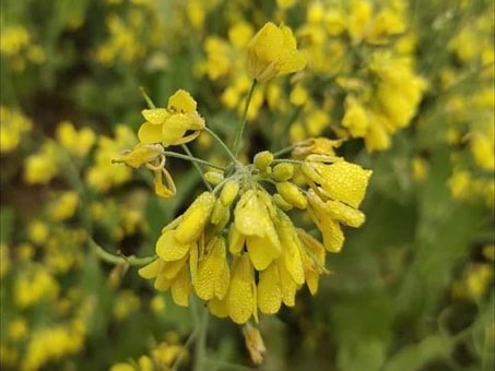 Free Beautiful Flower Mustard Flowers photo and picture