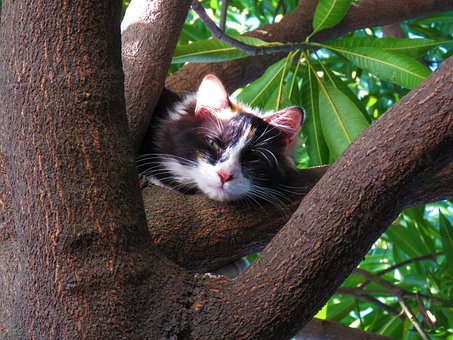 Kitten Op Het Dak, Kitten Slapen