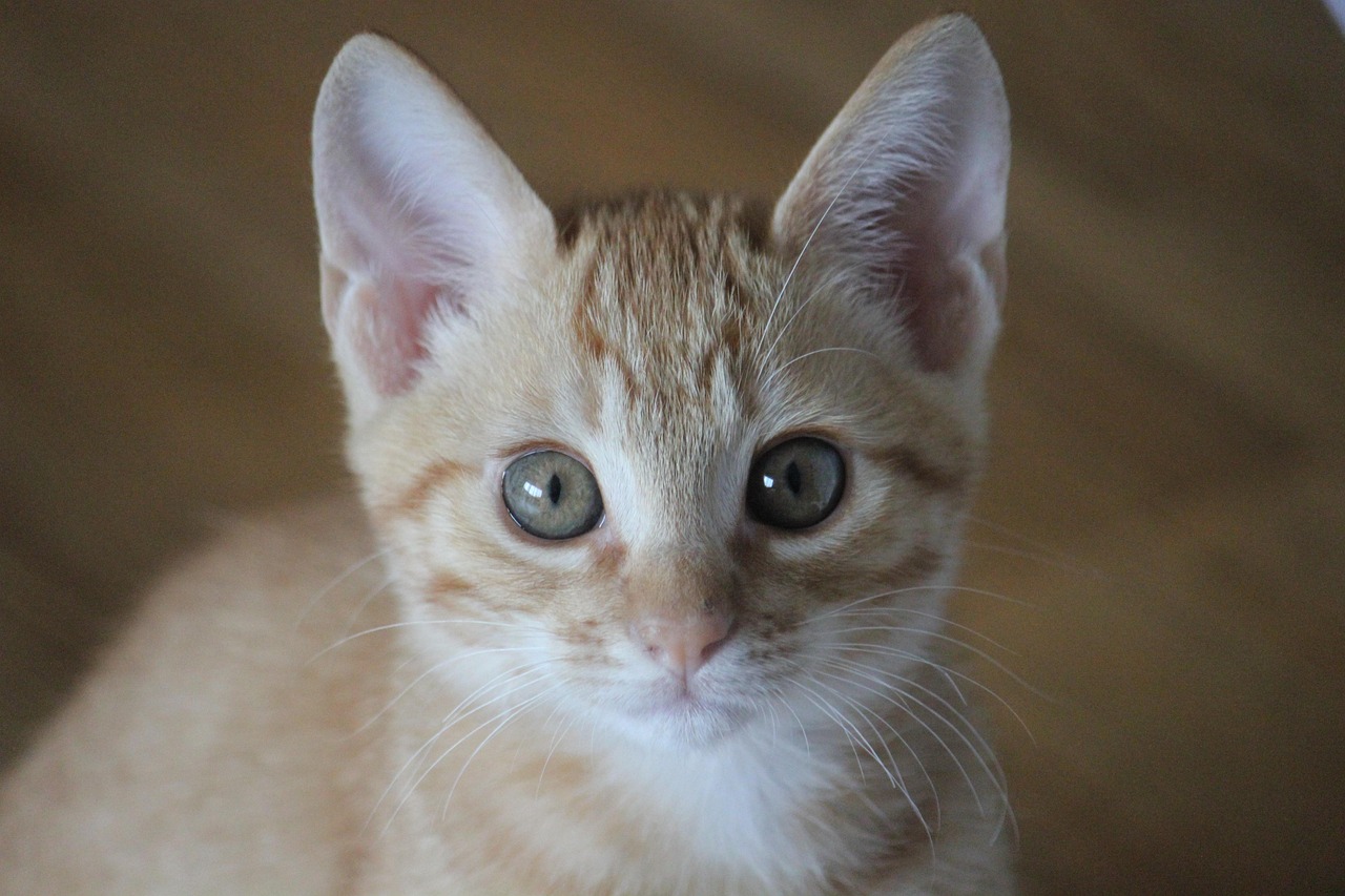 Cat Chaton Tigr Photo Gratuite Sur Pixabay Pixabay