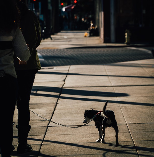 Free Street Photography photo and picture