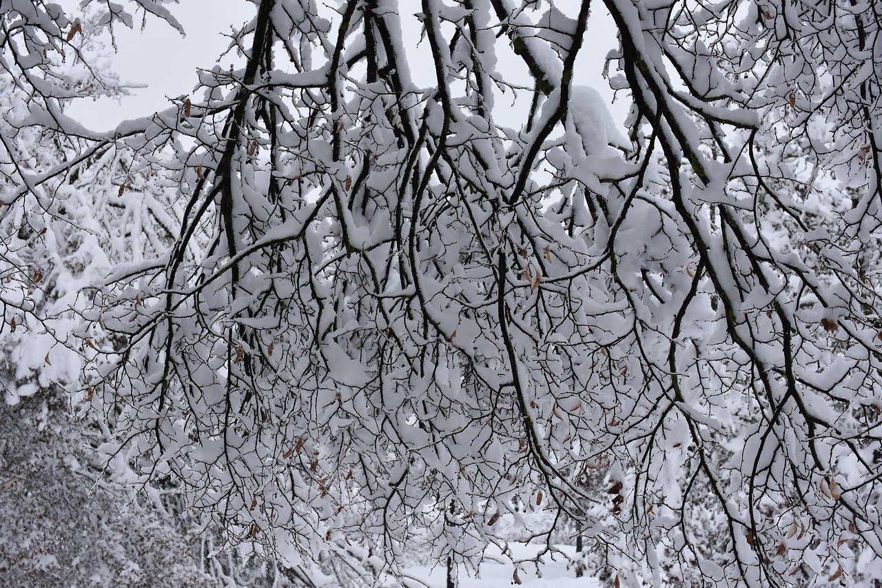 雪 冬 木 - Pixabayの無料写真