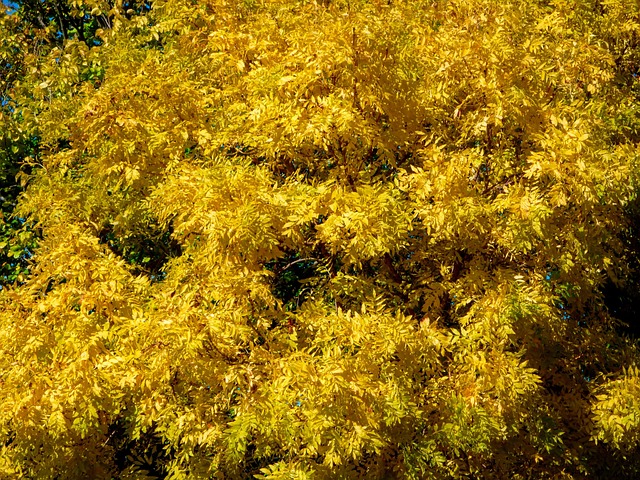 Tree Leaves Autumn - Free photo on Pixabay - Pixabay