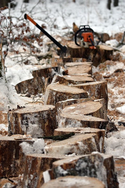 Statups Foresty Forest Tree Stumps Deforestation - Free photo on Pixabay - Pixabay