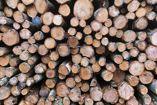 Free Wood Forest photo and picture