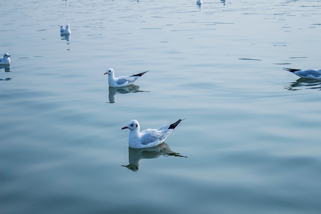 Free Ganges India photo and picture