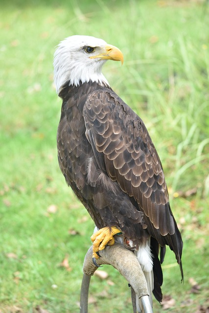 Free Bird Eagle photo and picture