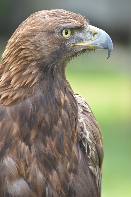 Free Bird Eagle photo and picture