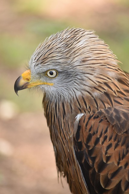 Free Eagle Nature photo and picture