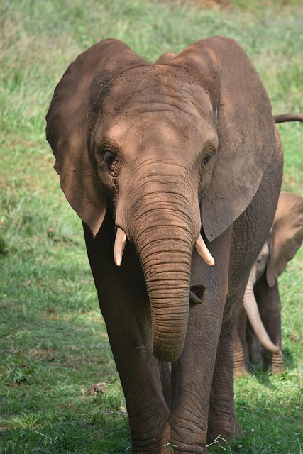 Free Elephant Animals photo and picture