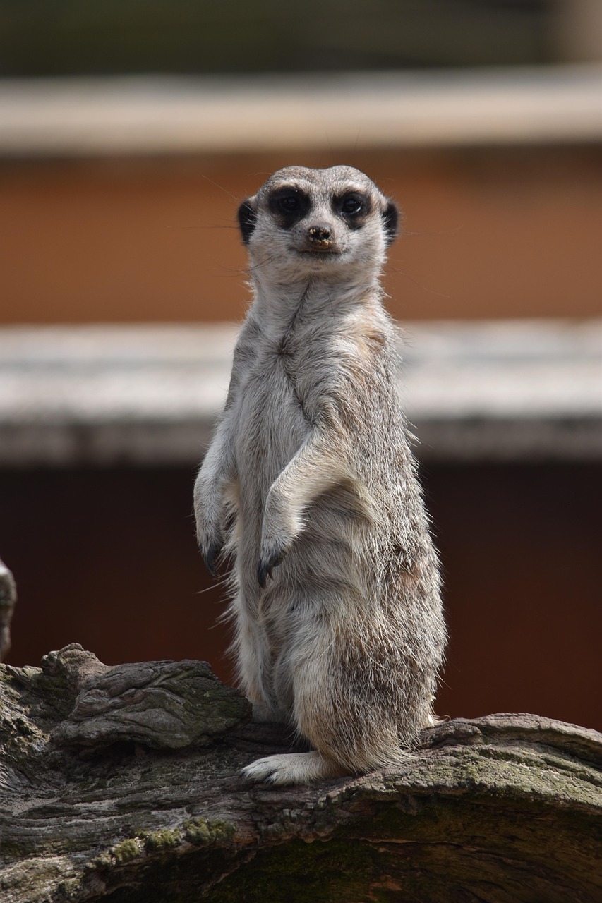 Suricata Suricate Mangosta Foto gratis en Pixabay Pixabay