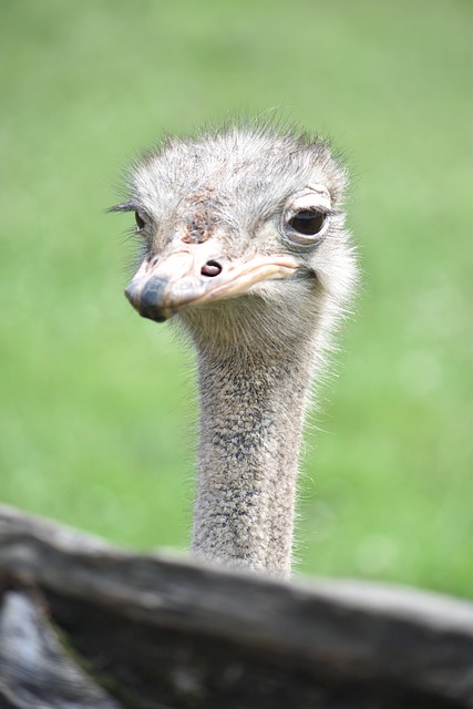 Free Ostrich Animals photo and picture