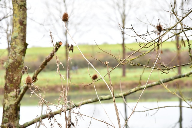 Free Winter Plant photo and picture