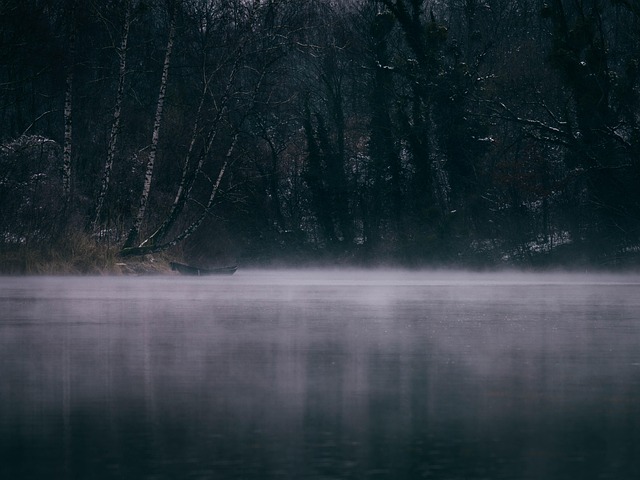 Free Fog Woods photo and picture