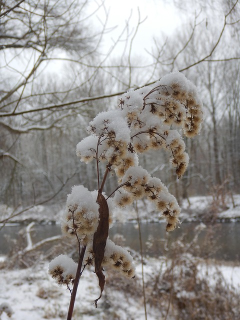 Free Winter Plant photo and picture