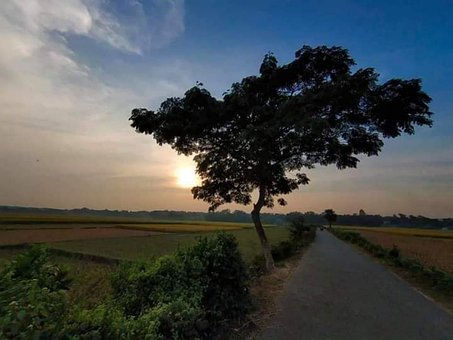 Free In The Afternoon Beautiful Tree photo and picture