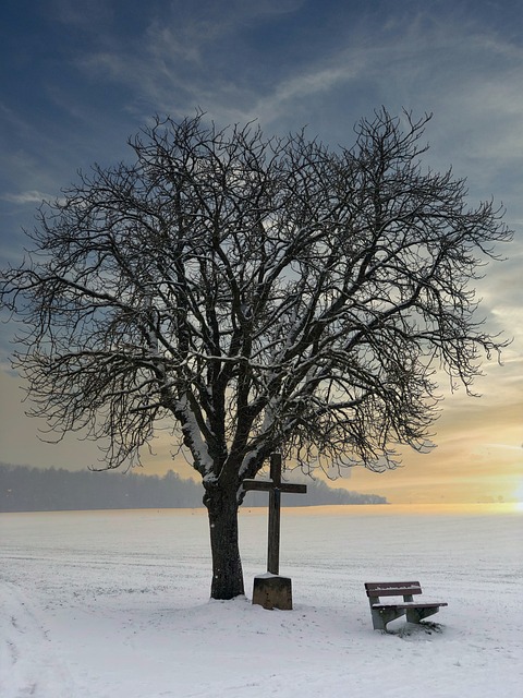 Free Winter Tree photo and picture