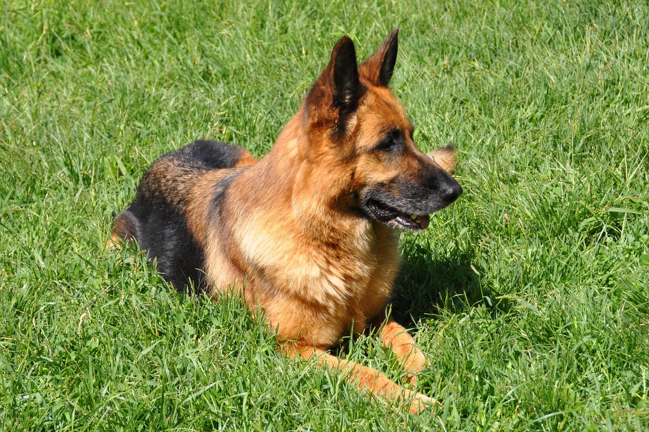 Fantaisie Animaux Chiens Bergers Photo Gratuite Sur Pixabay Pixabay