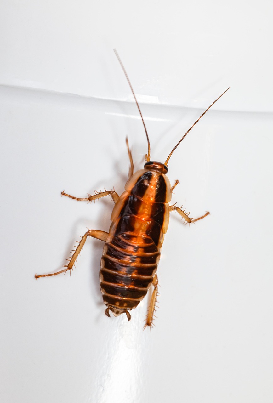 Blattella Germanica Cucaracha Foto Gratis En Pixabay Pixabay