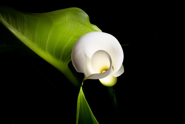 Free Calla Blossom photo and picture