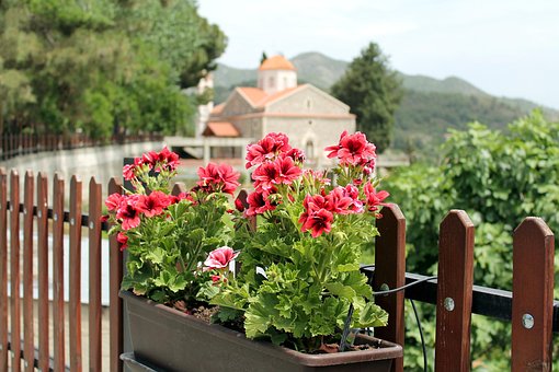 Free Flowers Petunias photo and picture