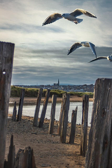 Free Seagulls Flight photo and picture