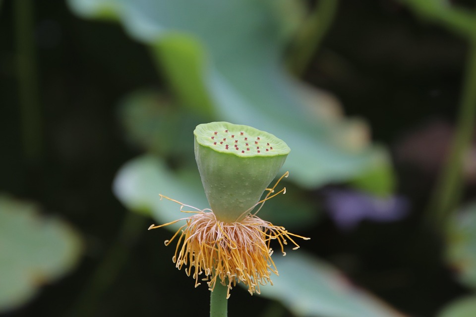 Lotus Seed Pod Plant Aquatic - Free photo on Pixabay