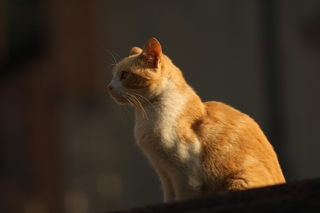 猫 宠物 猫科动物 - Pixabay上的免费照片 - Pixabay