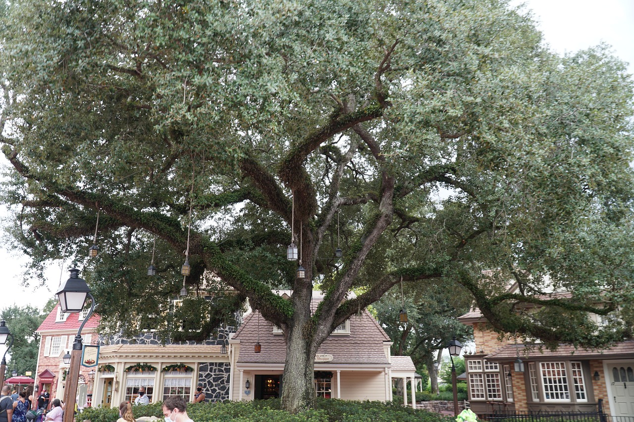 Liberty Tree Magic Kingdom Disney Free photo on Pixabay Pixabay