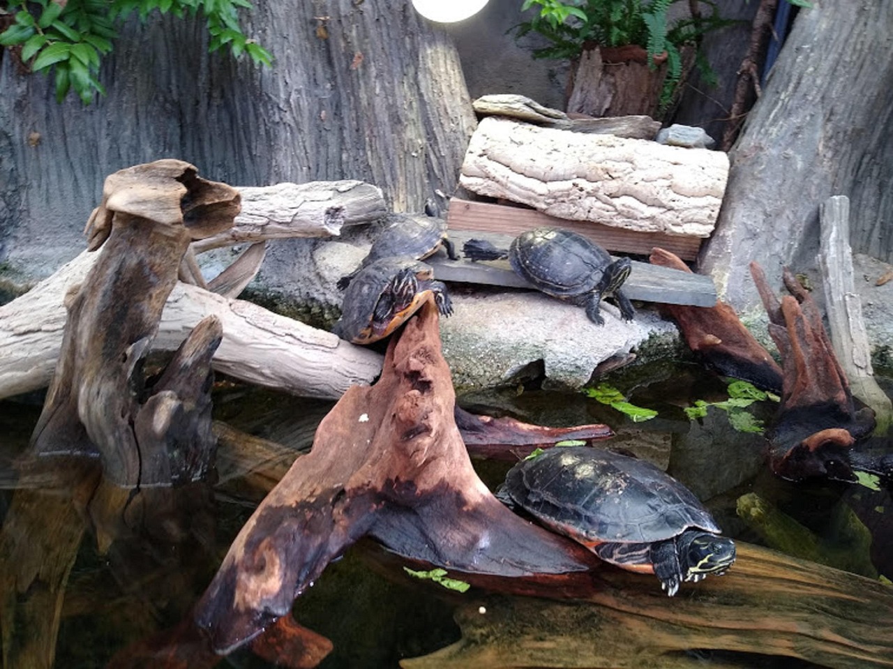 Turtles Aquarium Nature - Free photo on Pixabay - Pixabay
