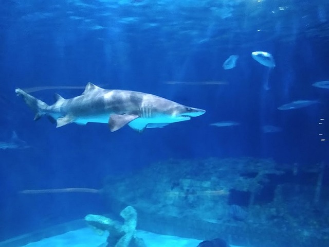 鮫 水族館 海 - Pixabayの無料写真 - Pixabay