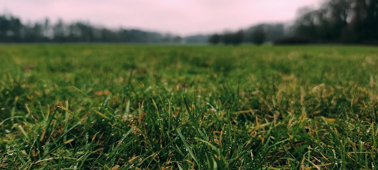 Free Meadow Wet photo and picture