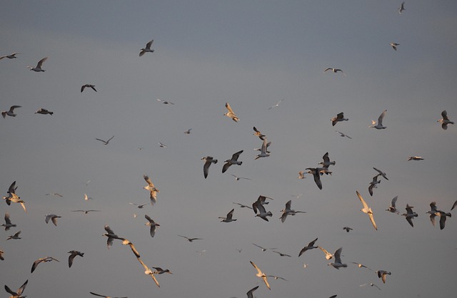 Free Flight Birds photo and picture