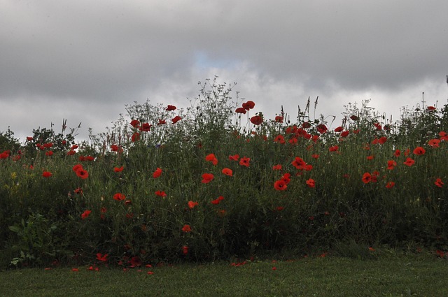 Free Flowers Wild photo and picture