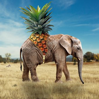 Tutorials, Elefant, Eine Ananas, Obst