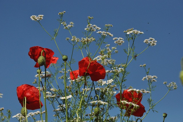 Free Poppies Flowers photo and picture