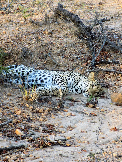 Free Lazy Leopard Wild Cat photo and picture