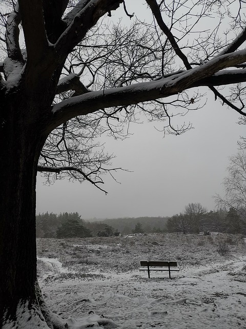 Free Tree Oak photo and picture