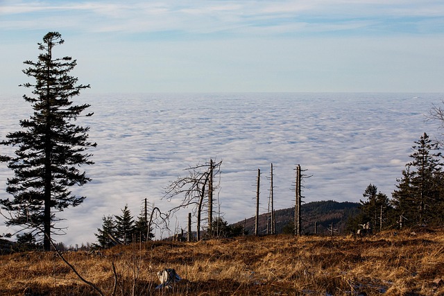 Free Forest Dieback Climate Crisis photo and picture