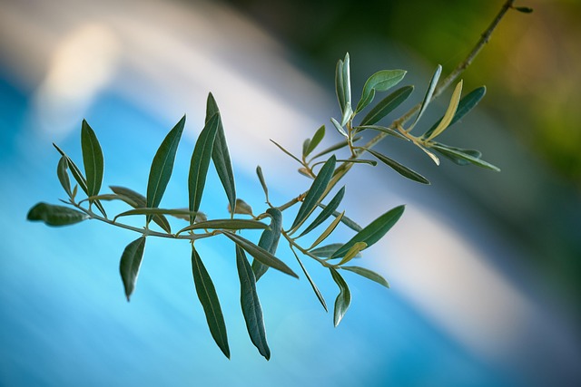 Free Olivier Nature photo and picture