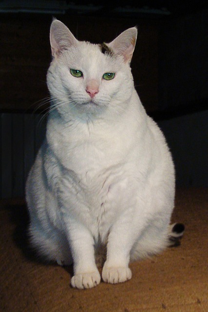 Kat, Feline, Kæledyr, Hvid Kat